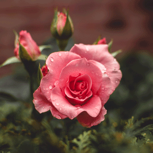 Vintage Rose Wax Melts